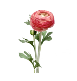 Pink Ranunculus Spray 23"