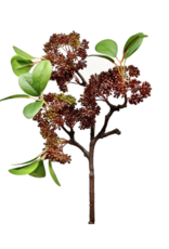 Burgundy Seeded Ficus Spray 17"