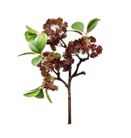 Burgundy Seeded Ficus Spray 17"