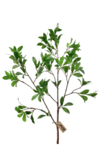 Sweet Gum Spray 43"
