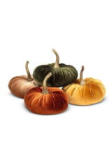 Velvet Pumpkin