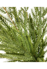 Norfolk Pine Bush