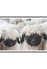 Celadon Art Valais Blacknose Sheep Print