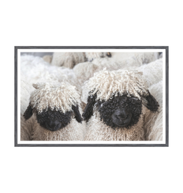 Celadon Art Valais Blacknose Sheep Print