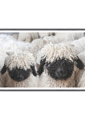 Celadon Art Valais Blacknose Sheep Print
