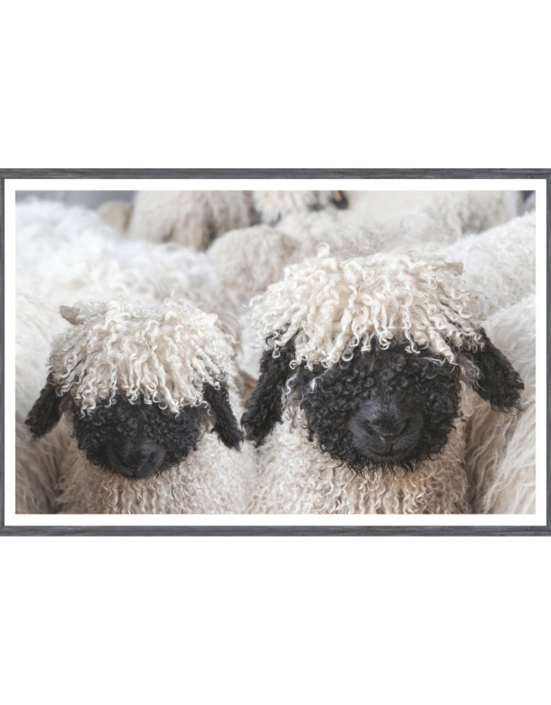 Celadon Art Valais Blacknose Sheep Print