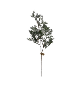 Cedar Twig