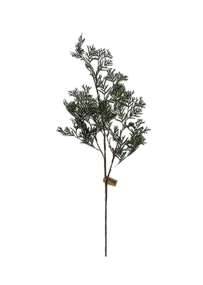 Cedar Twig