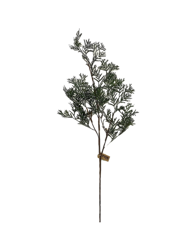 Cedar Twig