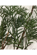 Cedar Twig
