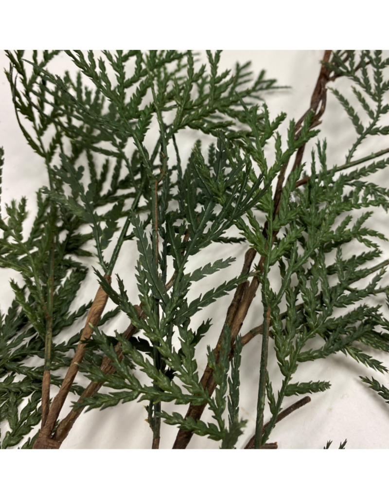 Cedar Twig