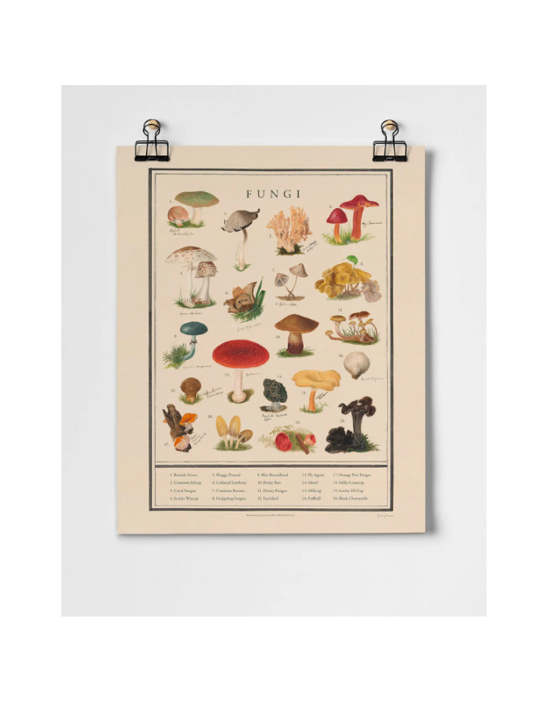 Fungi Fine Art Print