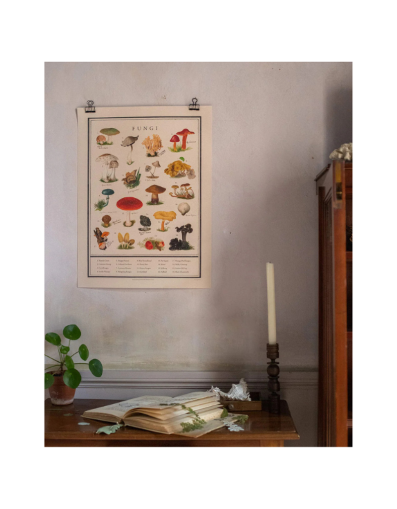 Fungi Fine Art Print