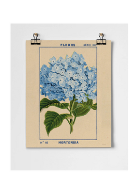 Hydrangea Fine Art Print