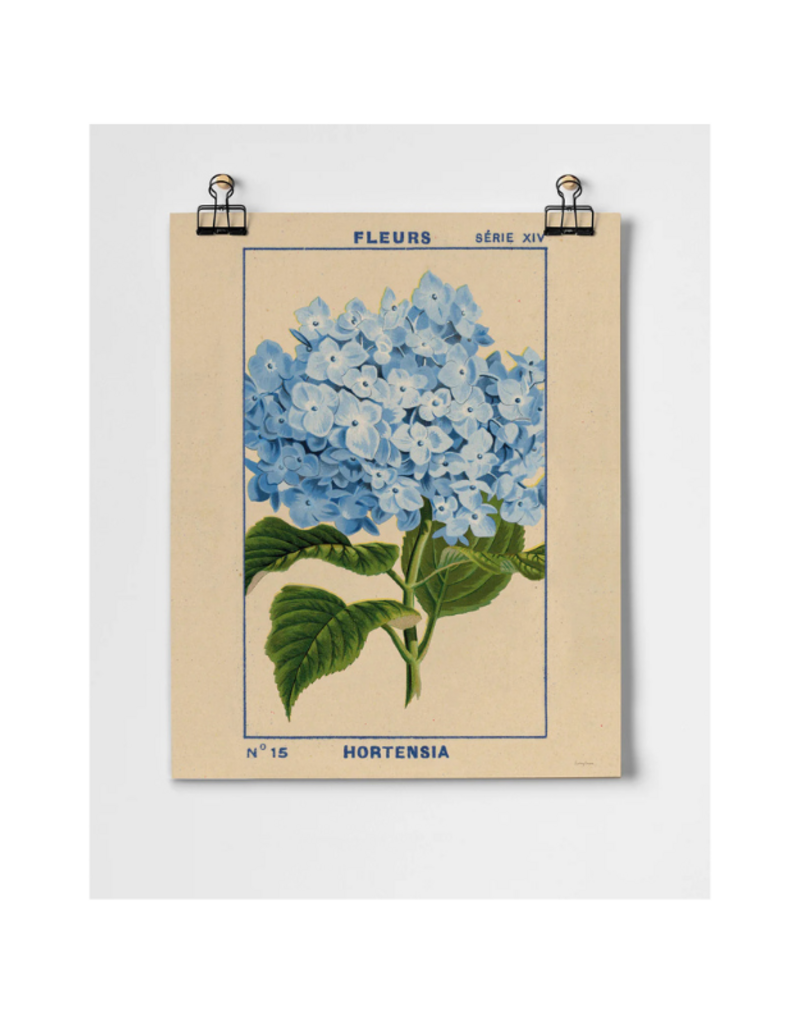 Hydrangea Fine Art Print