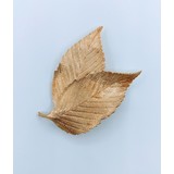 Brooch Leaf Motif 18ky 21.5x15mm 223020245