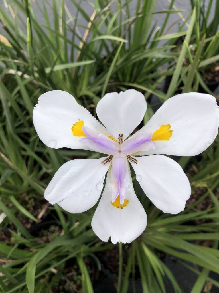 african iris