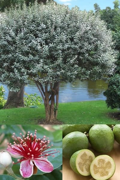 Patio Pineapple Guava Tree 15 gal - A Bloom Garden Center