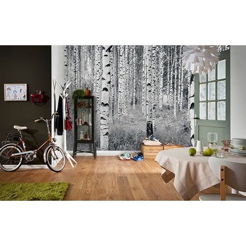 Birch Forest Wall Mural Birch Forest Wall Mural
