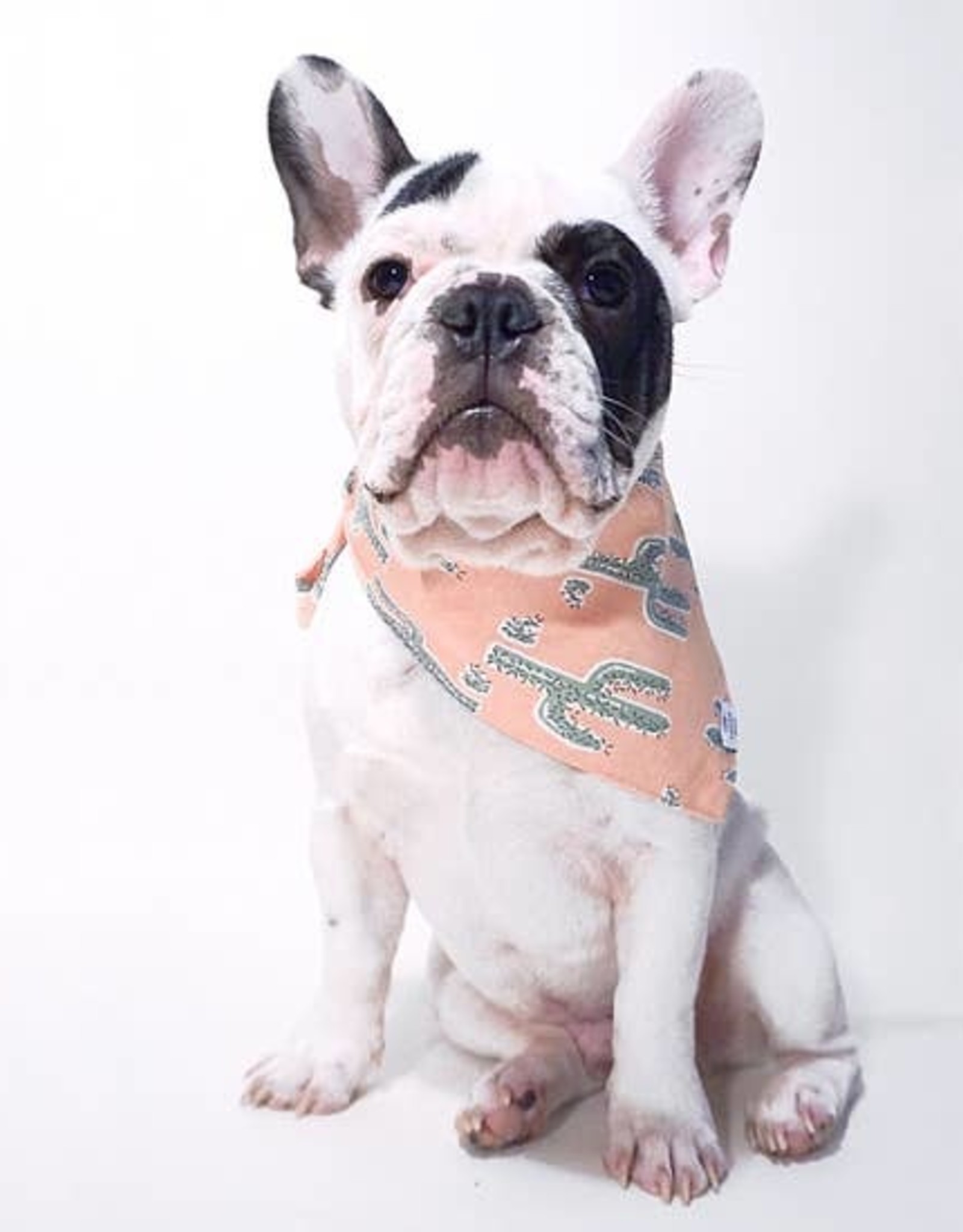 foggy dog bandana