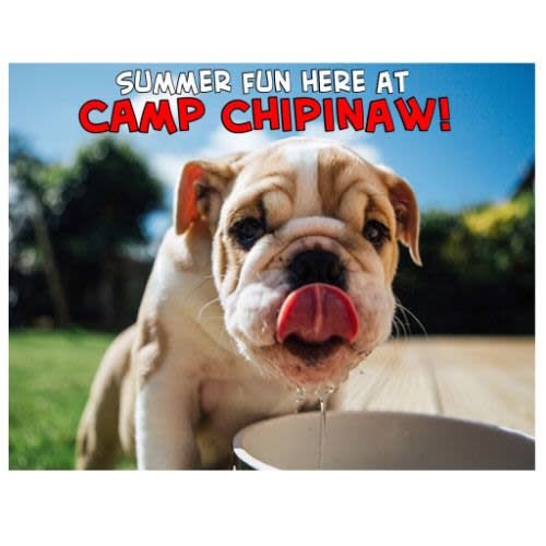Bulldog Notecards Bulldog Notecards