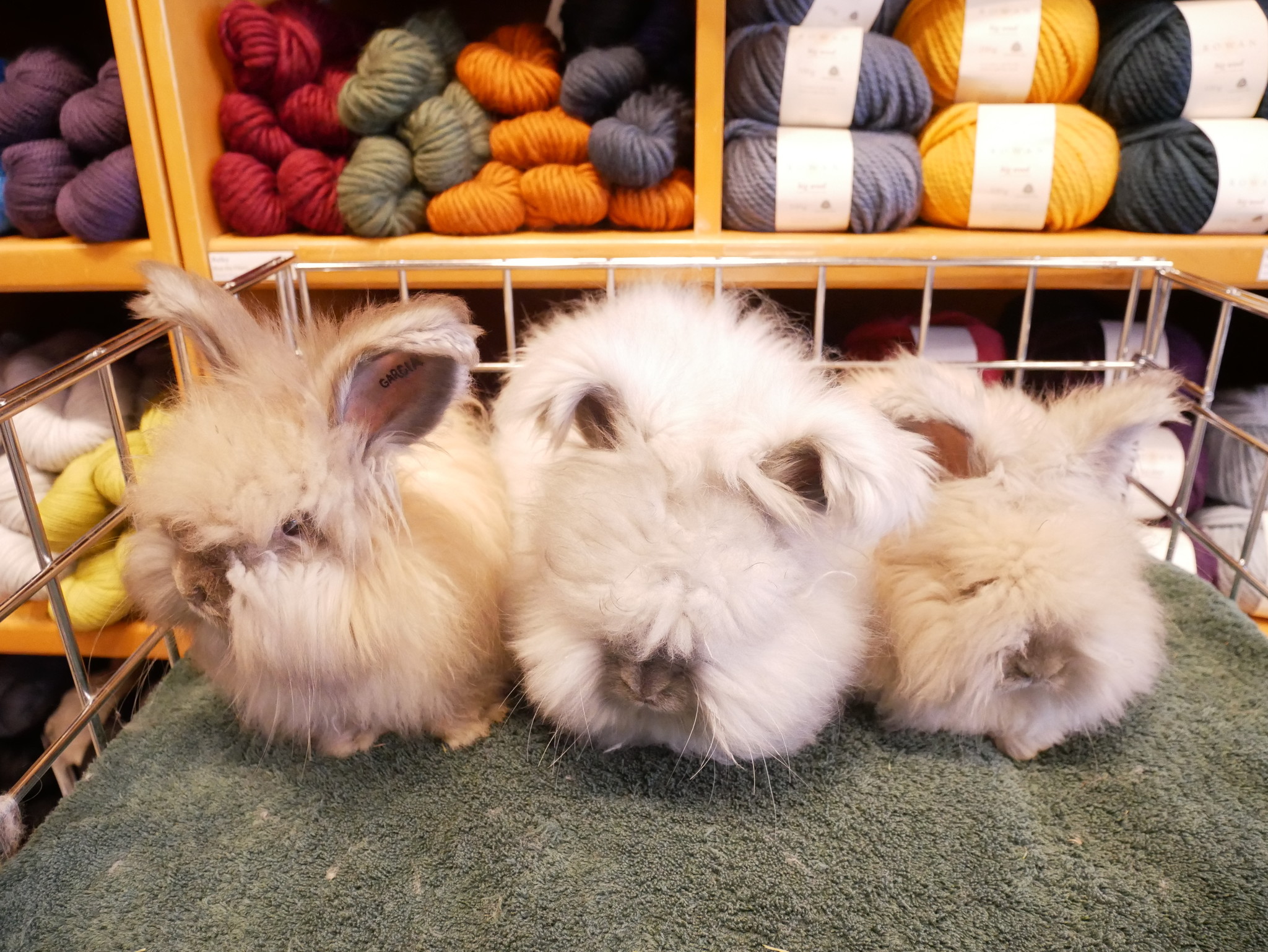 English Angora Bunnies