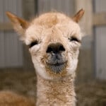 Alpaca
