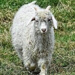 Cashmere