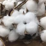 Cotton/Plant