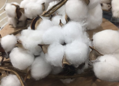 Cotton/Plant