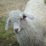 Mohair