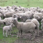 Wool - Merino