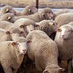 Wool
