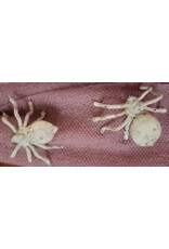 Leslie Hamacher Spider Clinic: Help with Archie & Tula