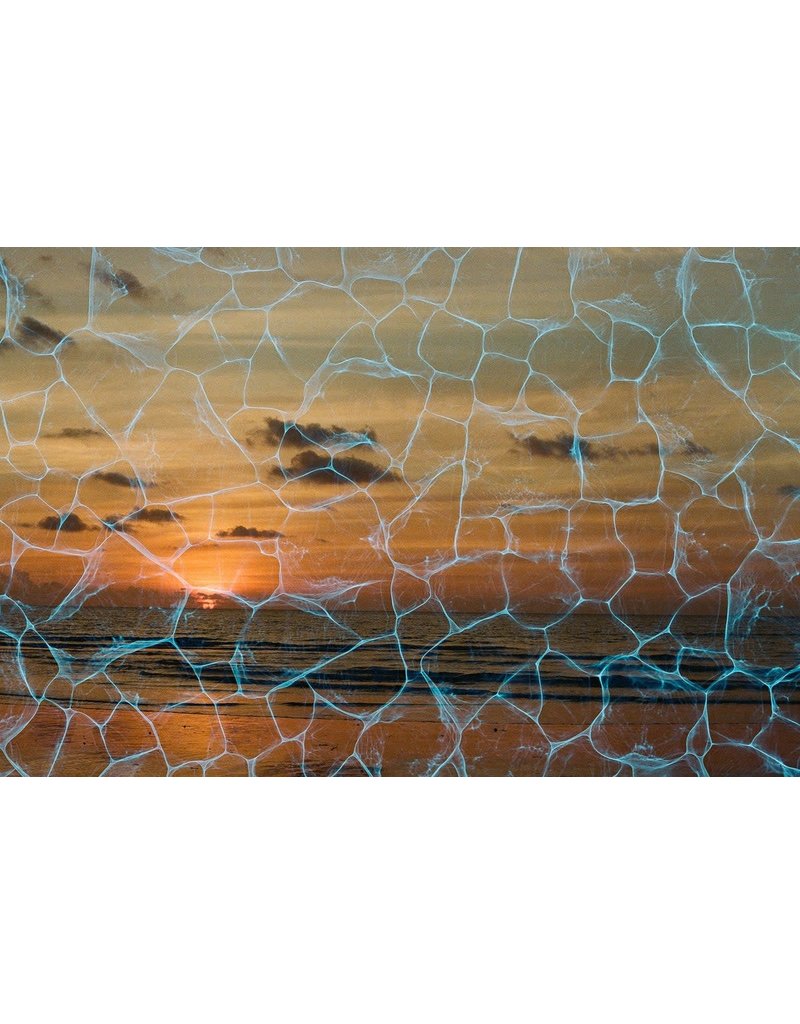 Revolog REVOLOG Plexus 200 Color Negative Film (35mm Roll Film, 36 Exposures)