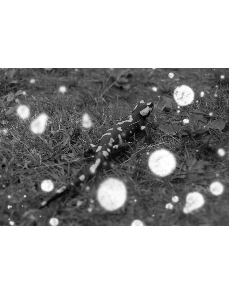 Revolog REVOLOG Snovlox Black & White Film (35mm Roll Film, 36 Exposures)