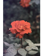 CineMot Film CineMot Film Santa Cruz  200D 35mm Color Film 36 Exposure