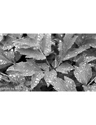 Film Photography Project FPP Jekyll/Hyde 35mm B&W NEGATIVE FILM 100 ISO 24 Exposure