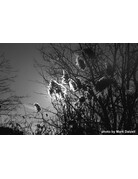 Film Photography Project FPP Jekyll/Hyde 35mm B&W NEGATIVE FILM 100 ISO 24 Exposure