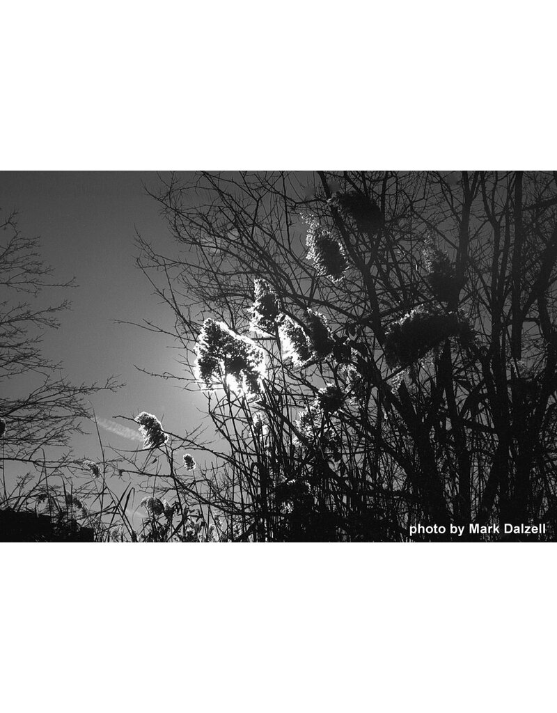 Film Photography Project FPP Jekyll/Hyde 35mm B&W NEGATIVE FILM 100 ISO 24 Exposure