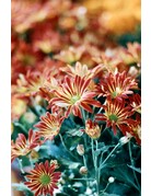 CineMot Film CineMot Film Santa Cruz  200D 35mm Color Film 36 Exposure