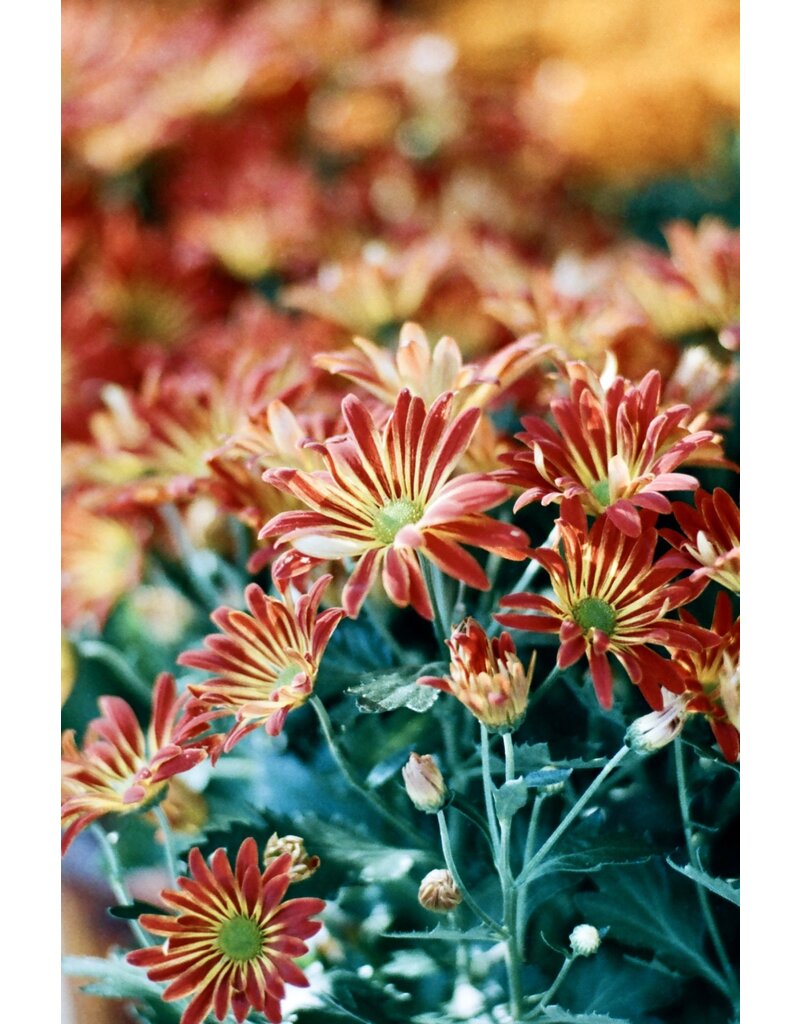 CineMot Film CineMot Film Santa Cruz  200D 35mm Color Film 36 Exposure