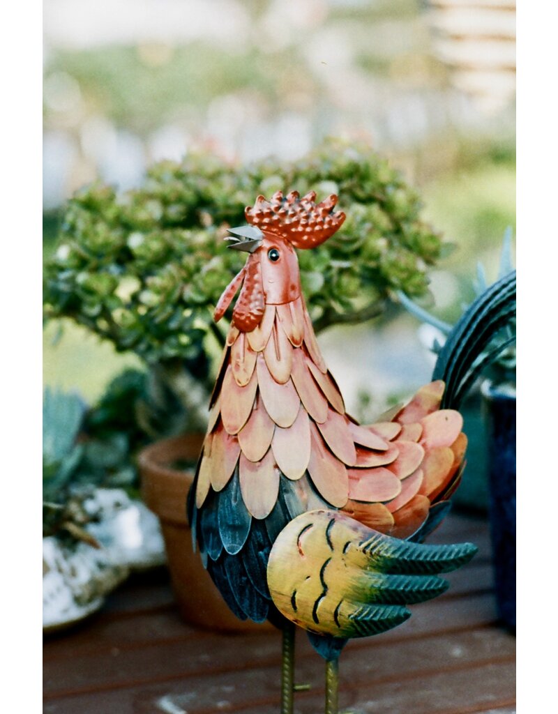 CineMot Film CineMot Film Santa Cruz  200D 35mm Color Film 36 Exposure