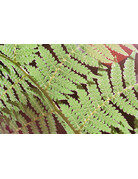 Film Washi Film Washi "X" 100 ISO 35mm Maskless Color Film 36 Exposure