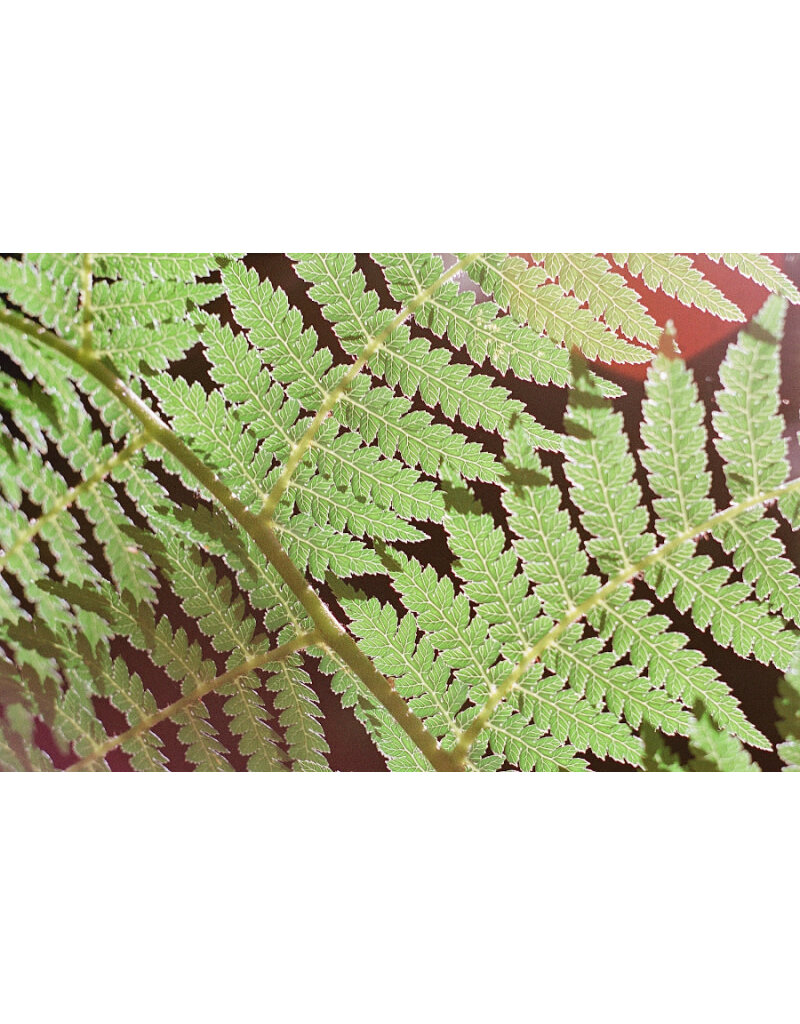 Film Washi Film Washi "X" 100 ISO 35mm Maskless Color Film 36 Exposure