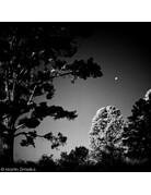 Rollei Rollei Black & White  Infrared 400 ISO 120 Size