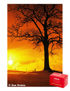 Harman Harman RED 125 Color Film ISO 125 36 Exposure