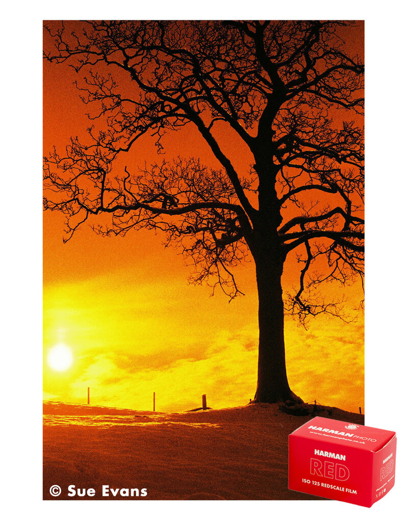 Harman Harman RED 125 Color Film ISO 125 36 Exposure
