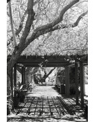Kentmere Kentmere Pan 200 Black & White Negative Film (120 Roll Film)
