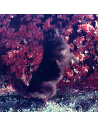 KONO! Candy ISO 200 35mm x 36 exp. - Color Film